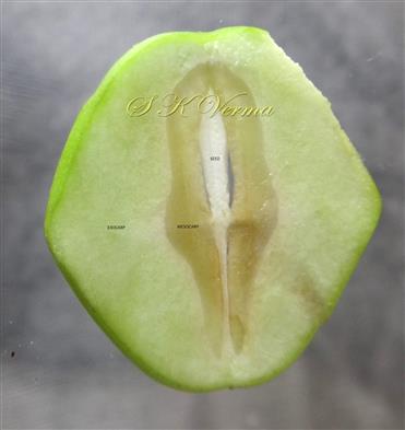  Fruit (Young) - Horizontal section